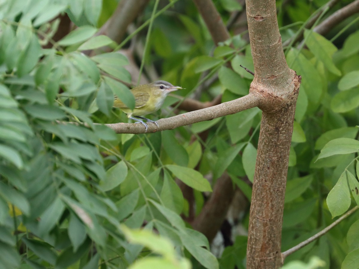 Vireo Verdiamarillo - ML642384922