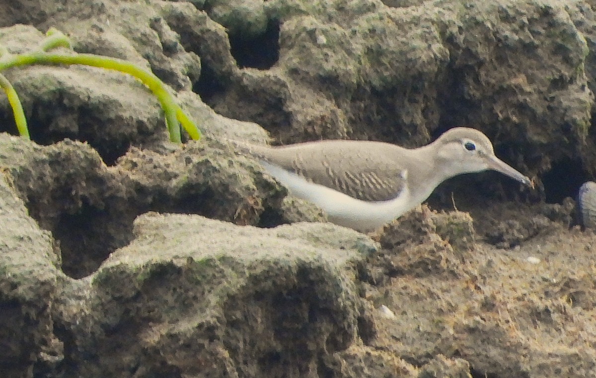 Andarríos Maculado - ML642384943