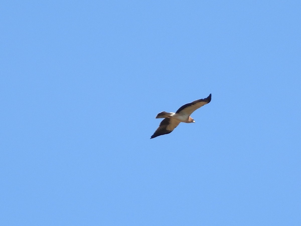 Águila Calzada - ML642384947