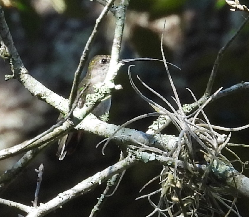 Colibrí Gorjirrubí - ML642384951