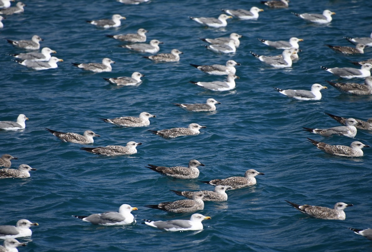 Gaviota Patiamarilla (atlantis) - ML642384953