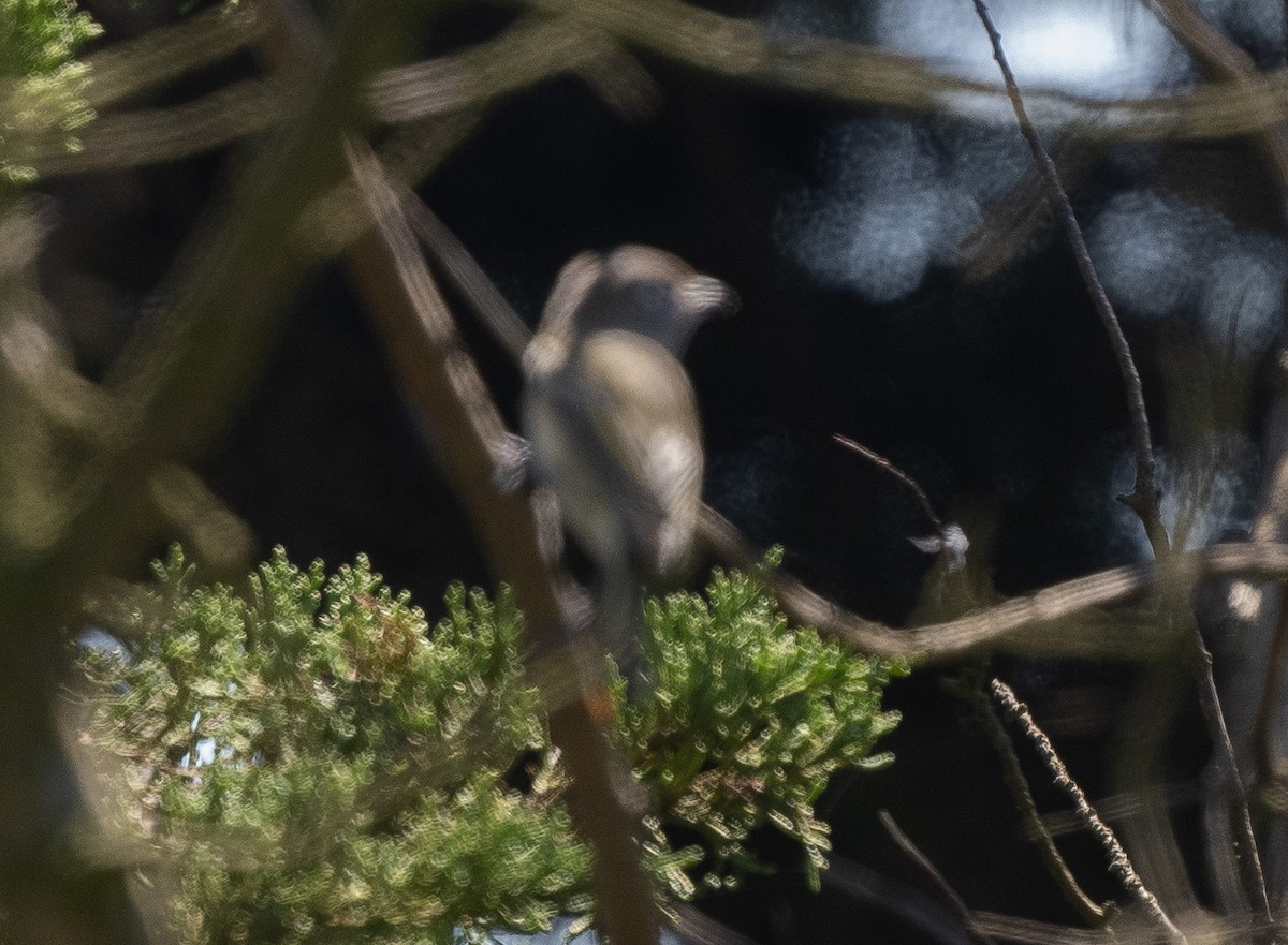Mosquero sp. (Empidonax sp.) - ML642384969