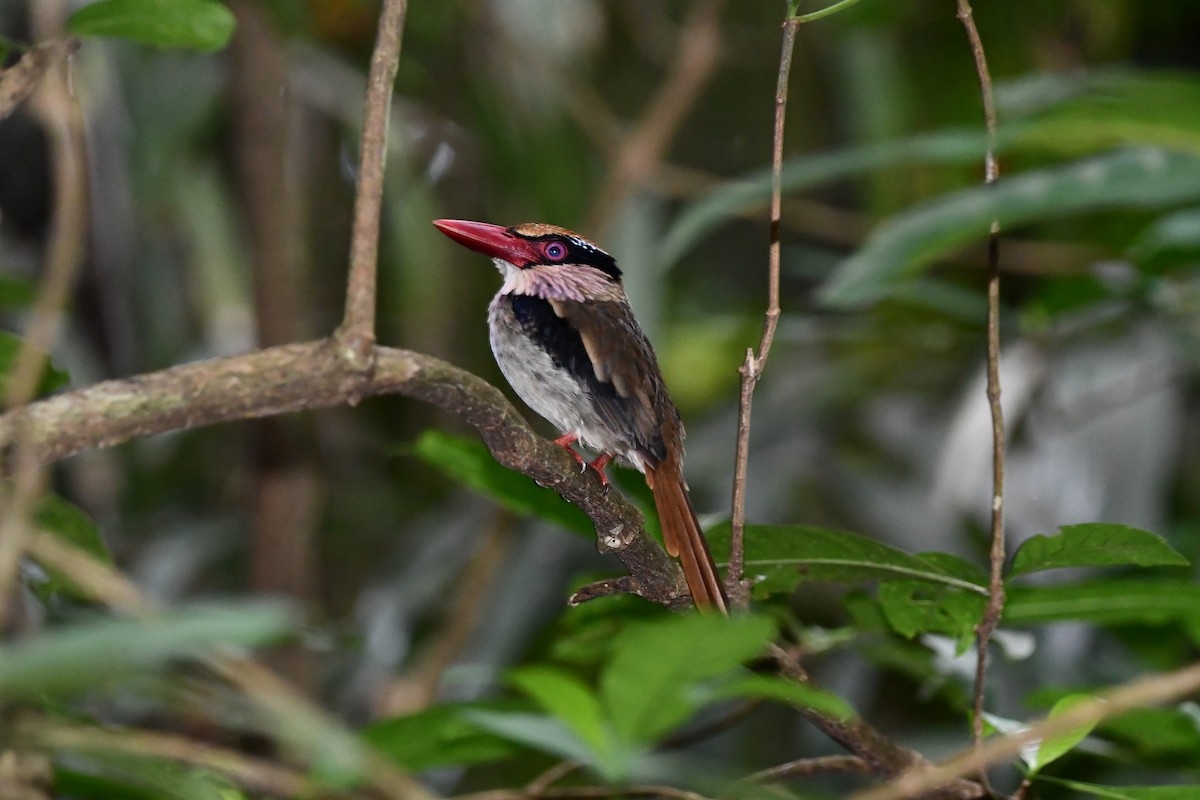 Sulawesi Lilac Kingfisher - ML642384970