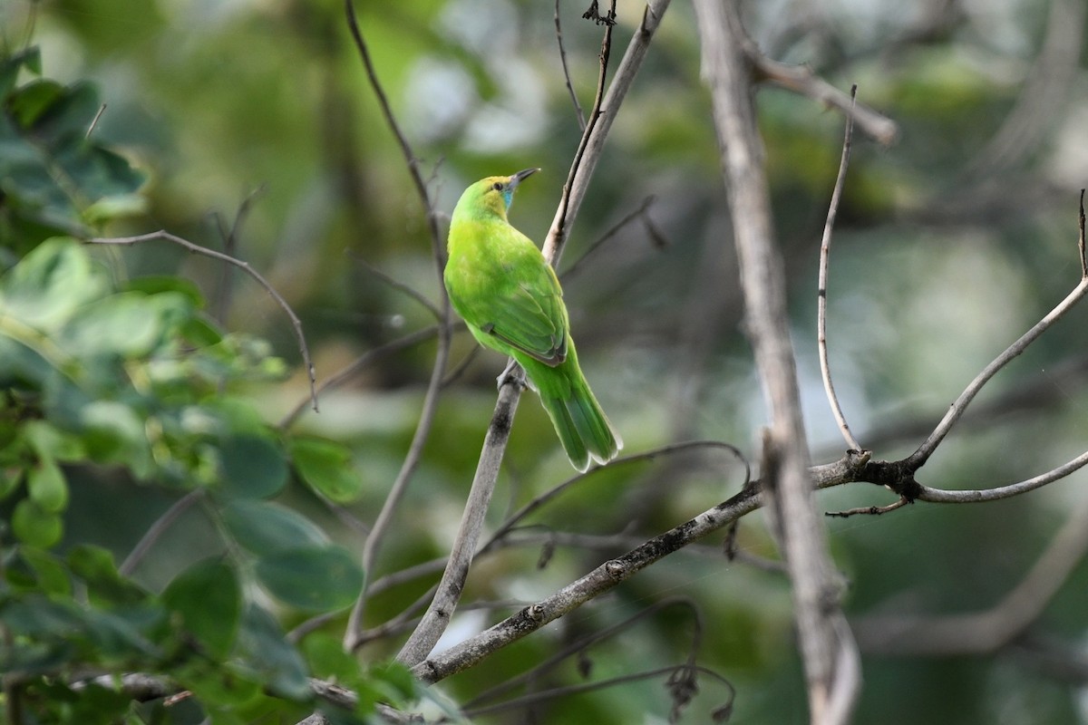 Jerdon's Leafbird - ML642384973