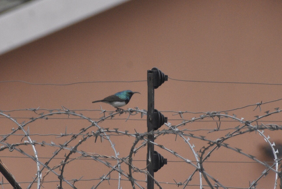 White-bellied Sunbird - ML642384982