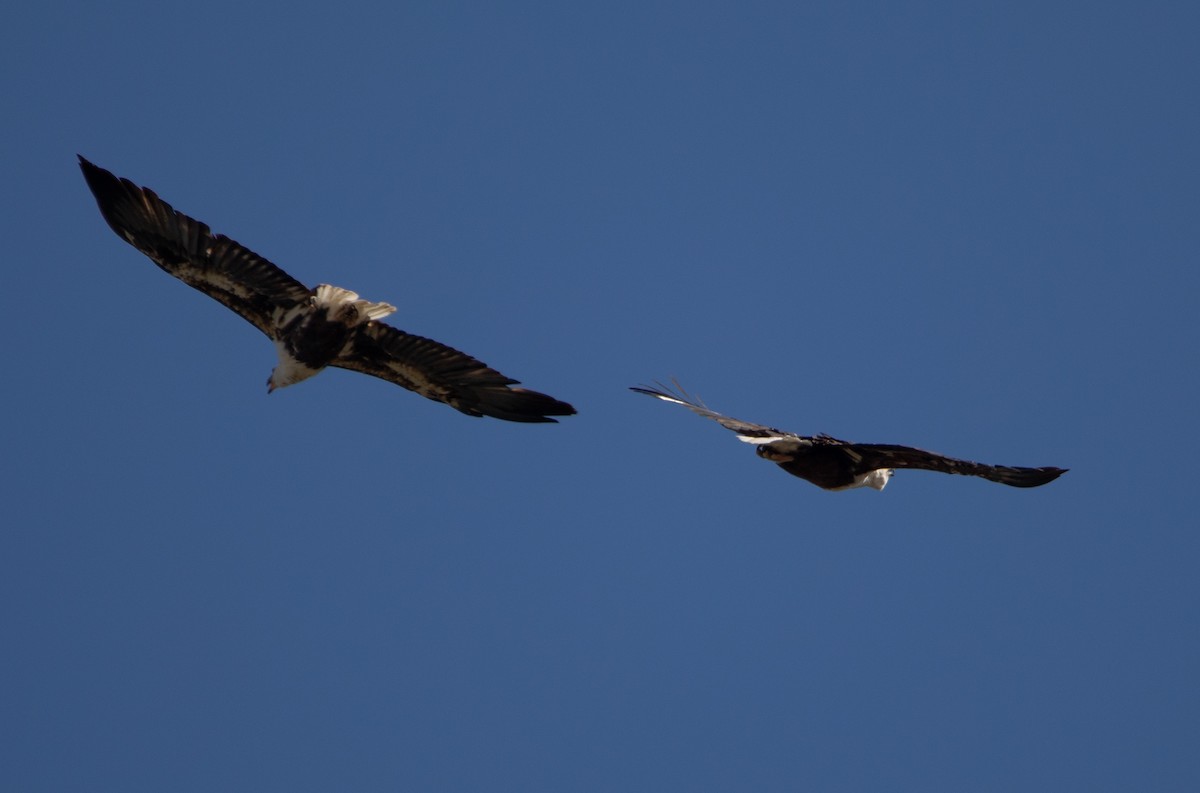 African Fish-Eagle - ML642385008