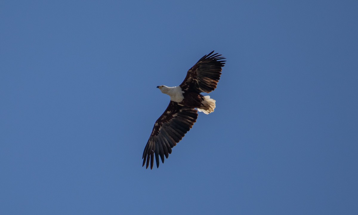 African Fish-Eagle - ML642385009