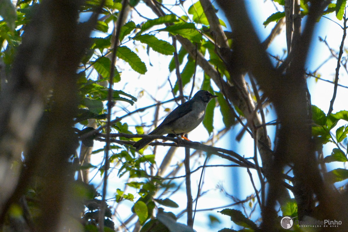 Blacksmith Thrush - ML642385030
