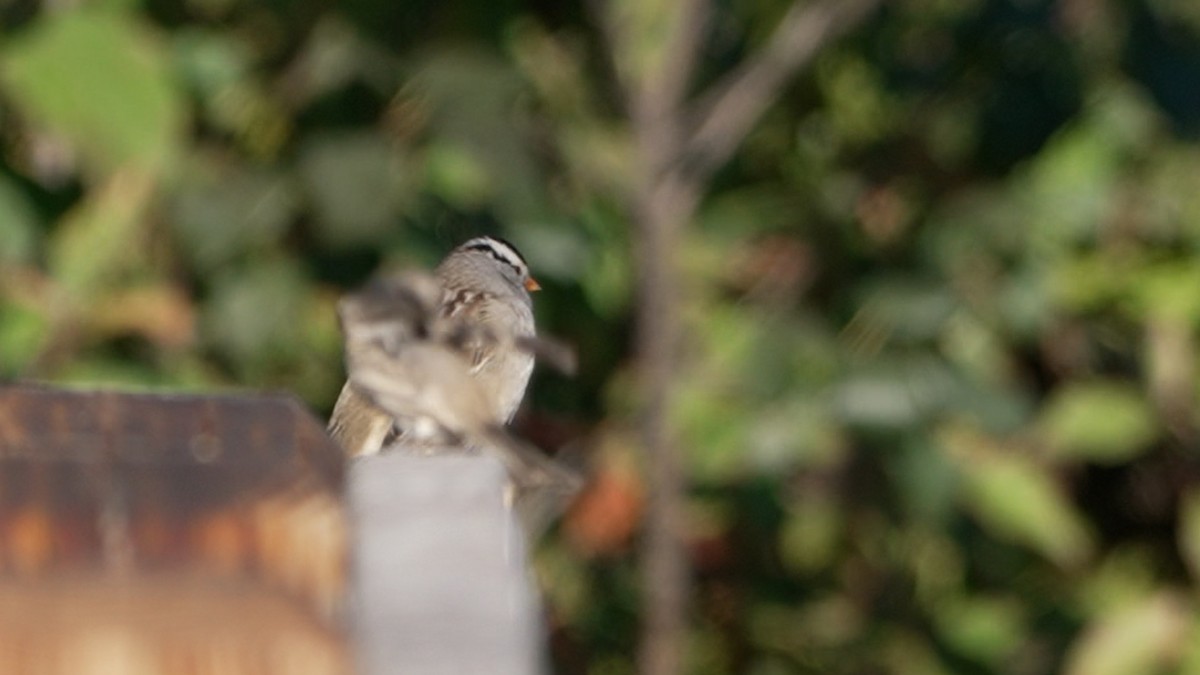 White-crowned Sparrow - ML642385031