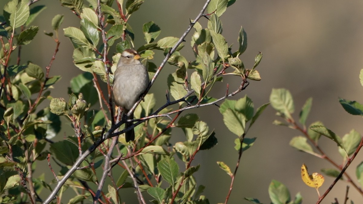 White-crowned Sparrow - ML642385033