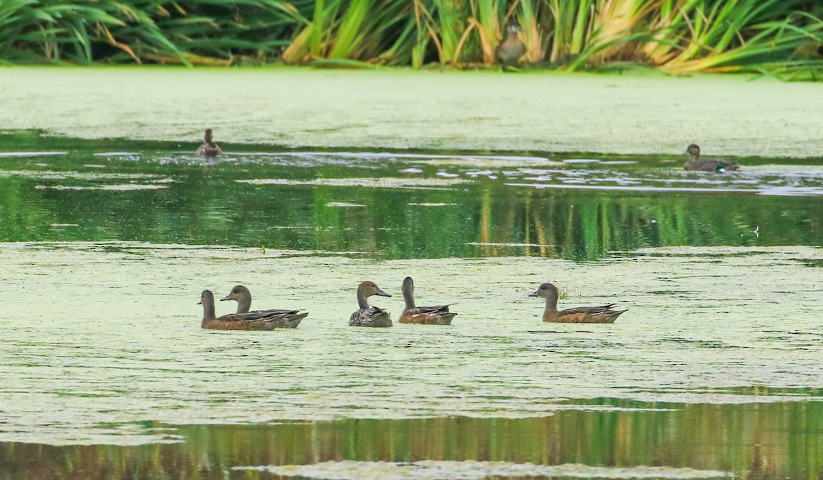 American Wigeon - ML642385044