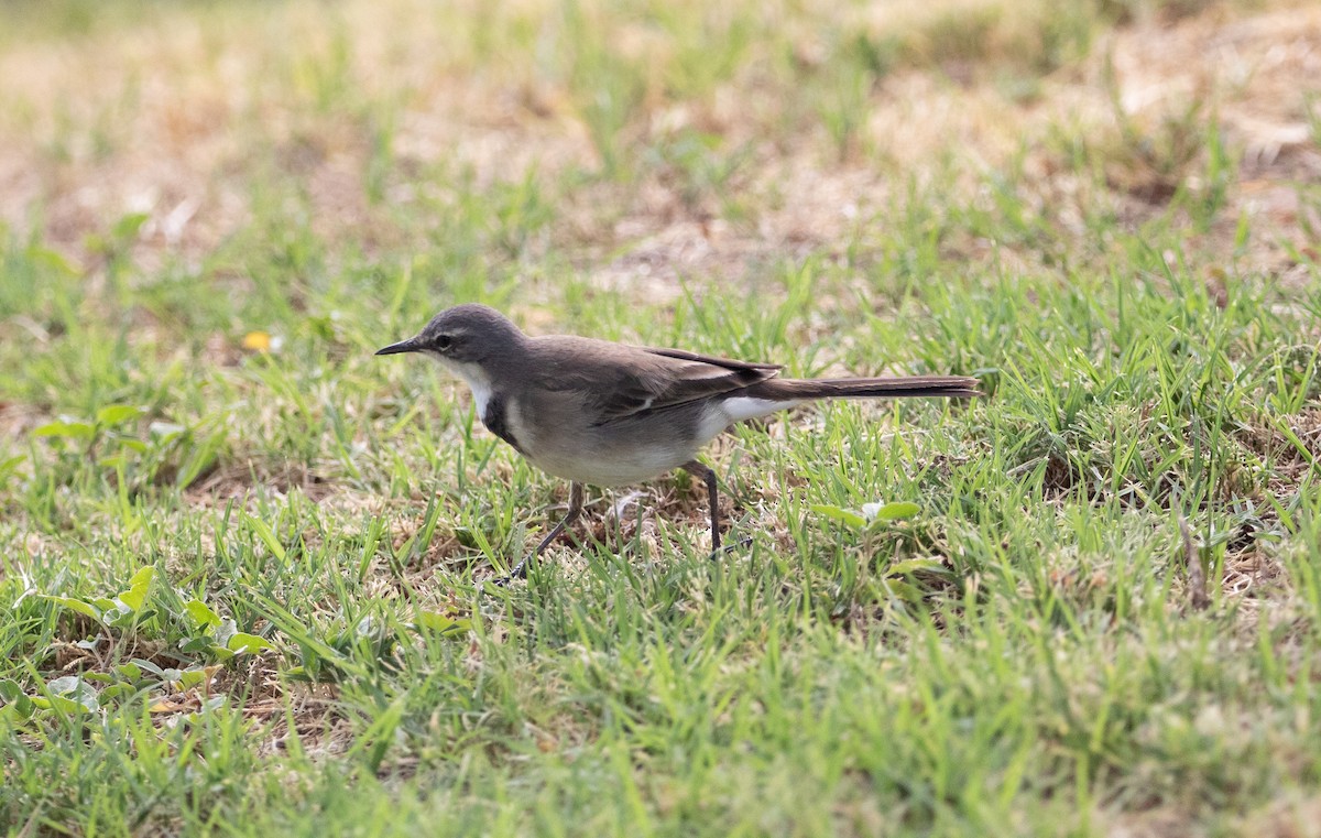 Cape Wagtail - ML642385049