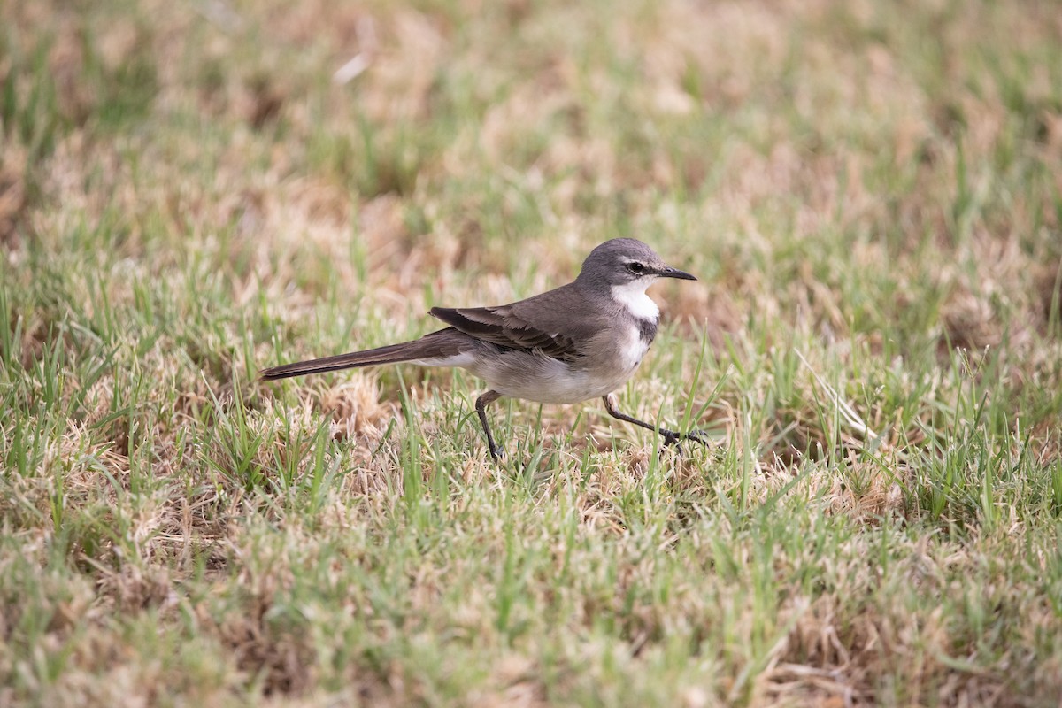 Cape Wagtail - ML642385051