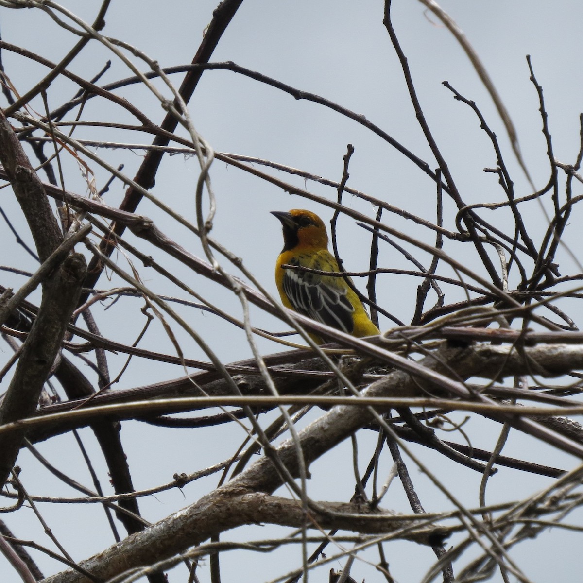 Streak-backed Oriole - ML642385056