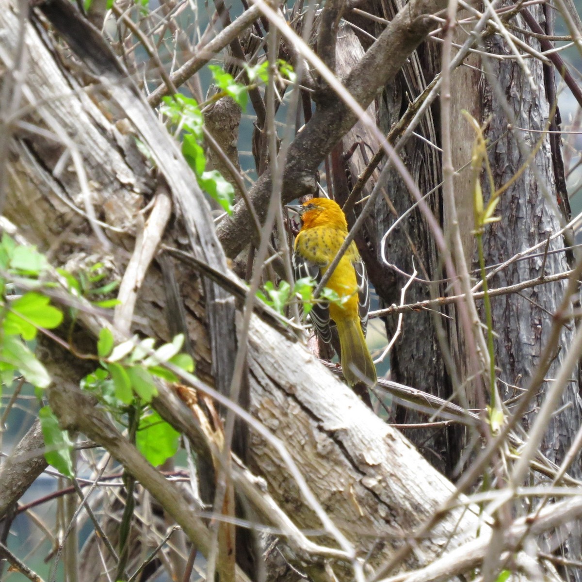 Streak-backed Oriole - ML642385057