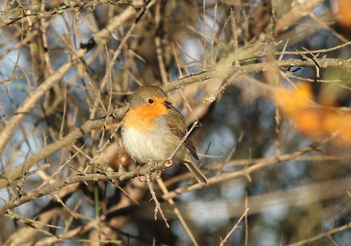 European Robin - ML642385065