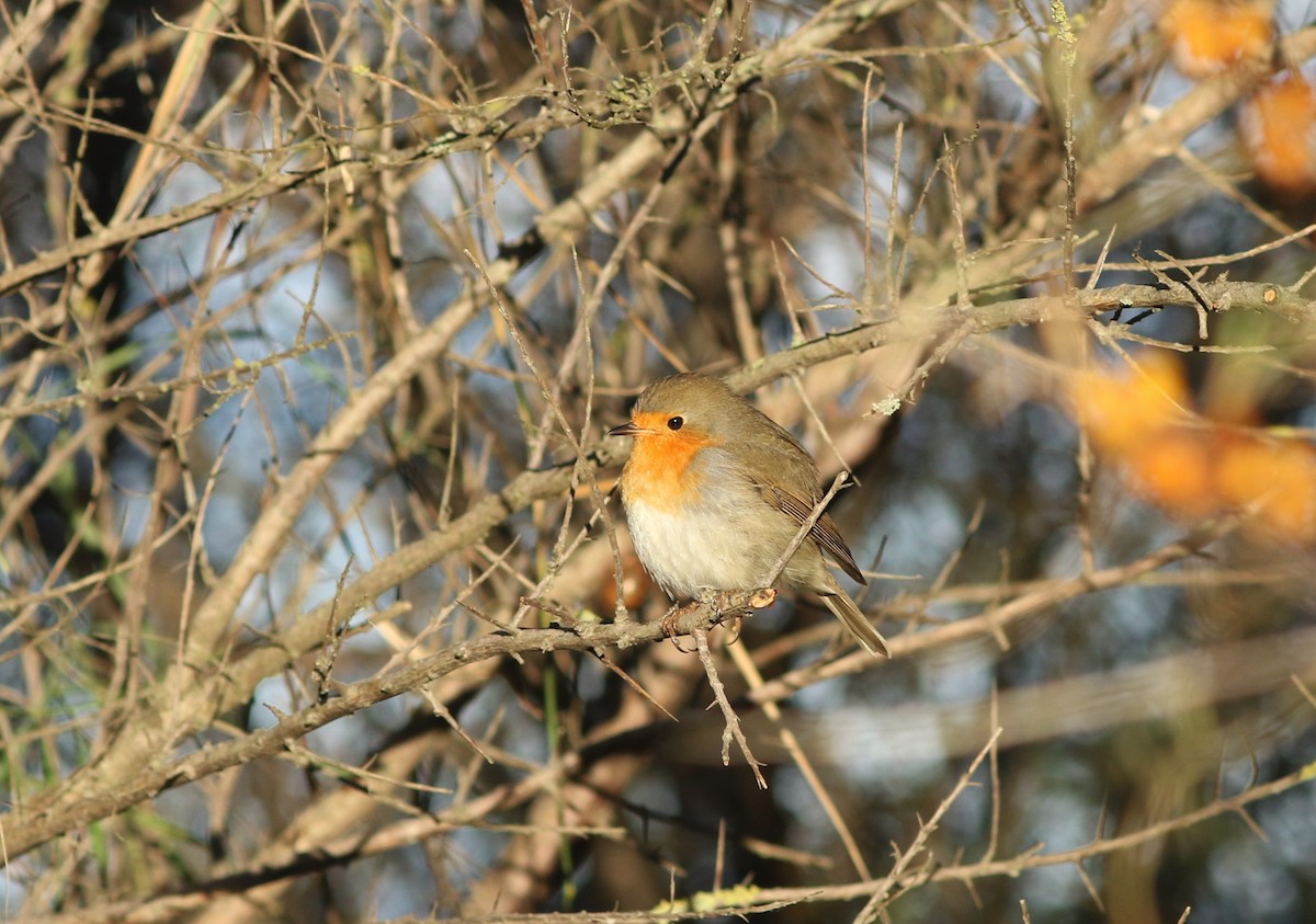 European Robin - ML642385066