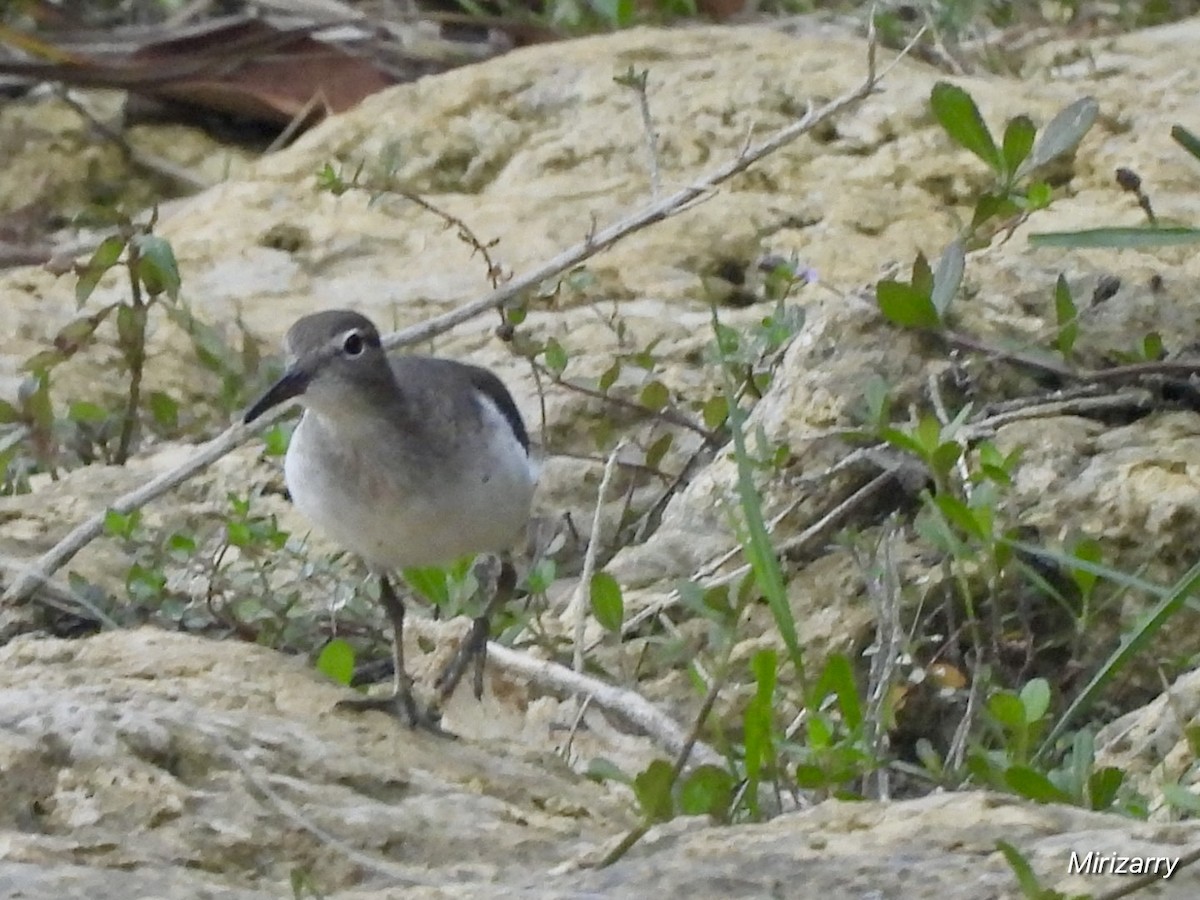 Spotted Sandpiper - ML642385079