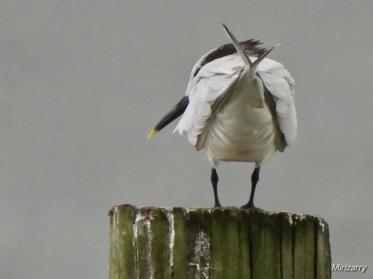 Sandwich Tern - ML642385096