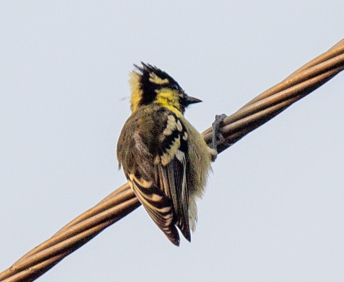Indian Yellow Tit - ML642385100