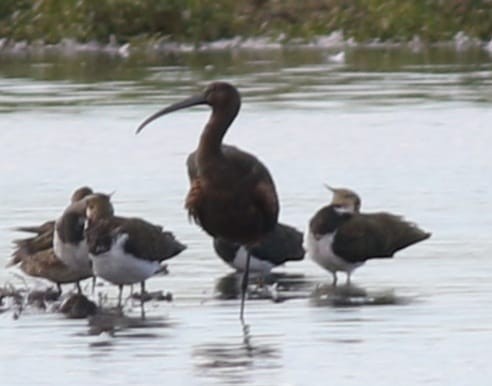 Glossy Ibis - ML642385104
