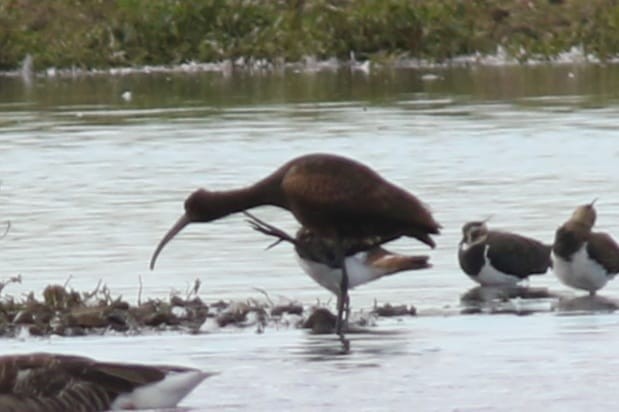 Glossy Ibis - ML642385105
