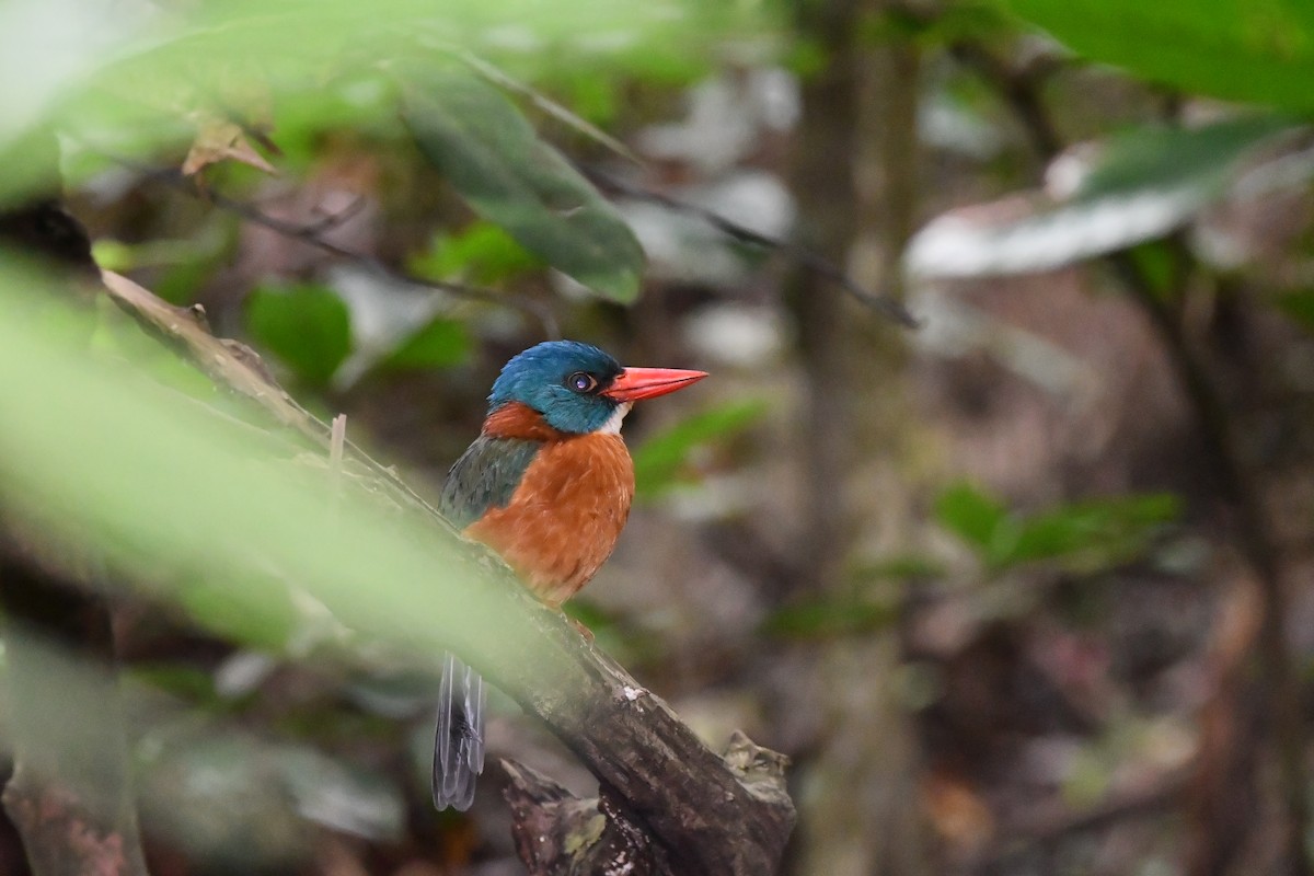 Green-backed Kingfisher - ML642385121