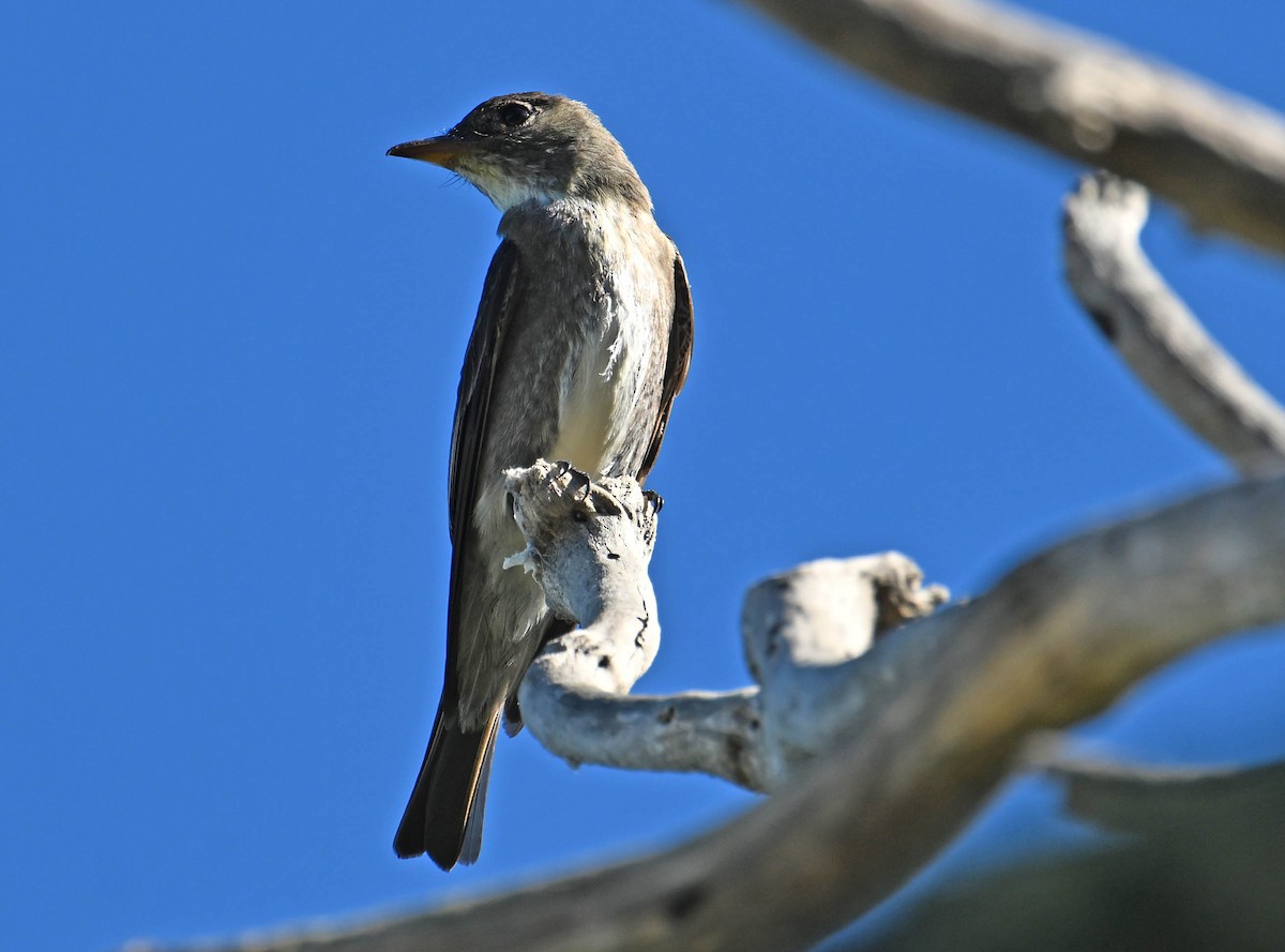 Olive-sided Flycatcher - ML642385124