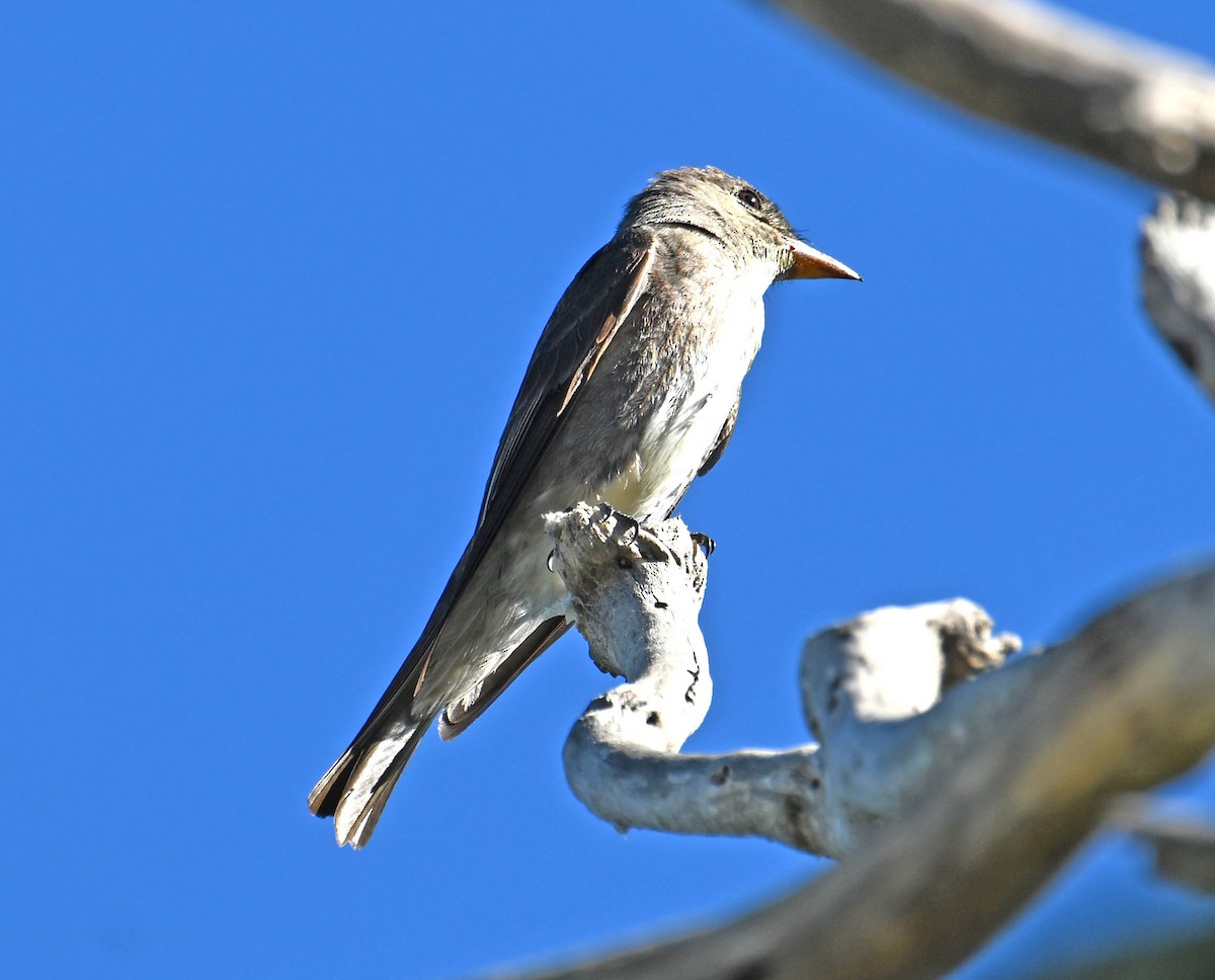 Olive-sided Flycatcher - ML642385125