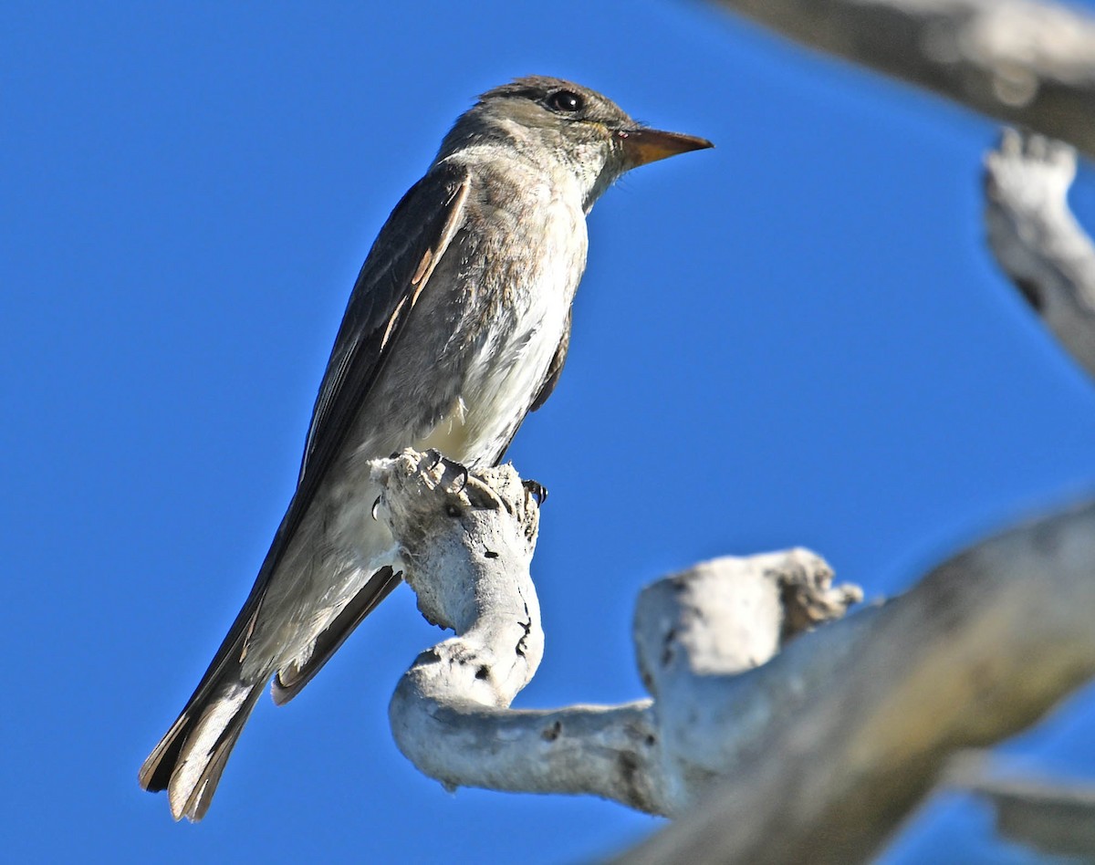 Olive-sided Flycatcher - ML642385127