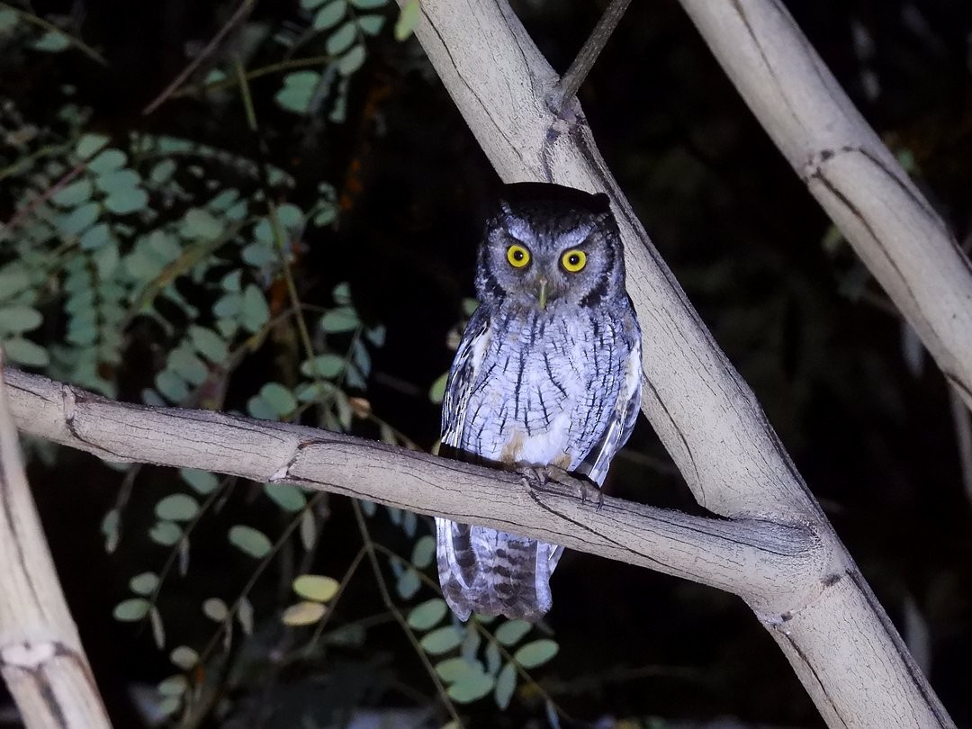 Tropical Screech-Owl - ML642385129