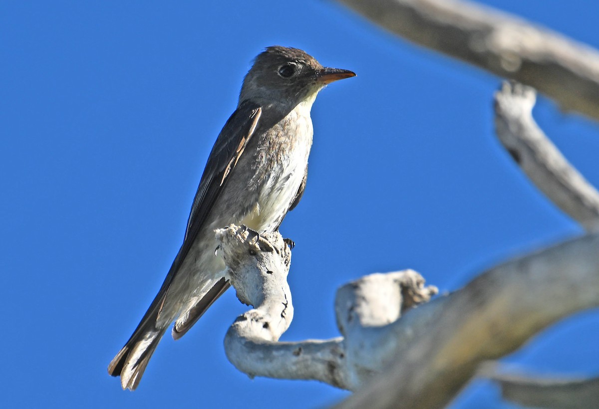 Olive-sided Flycatcher - ML642385151