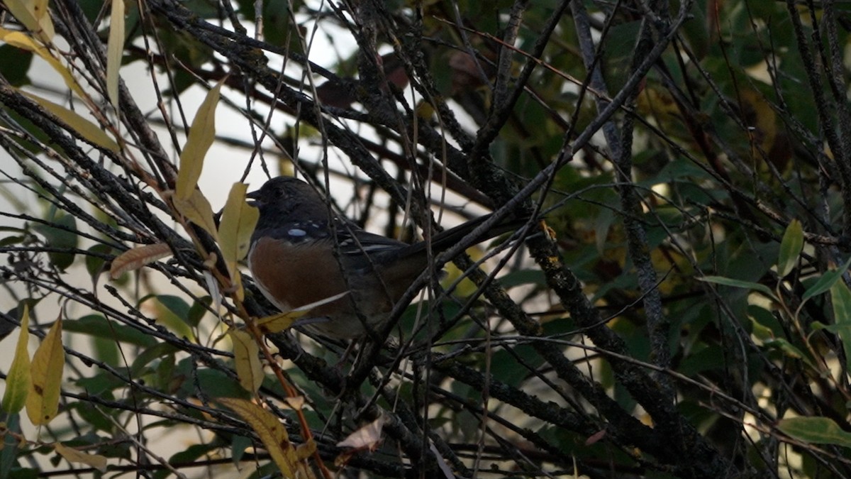 Spotted Towhee - ML642385153