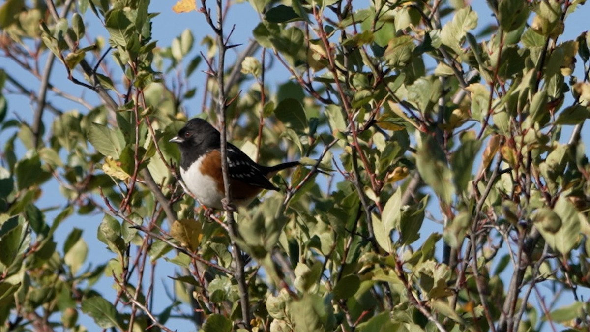 Spotted Towhee - ML642385154