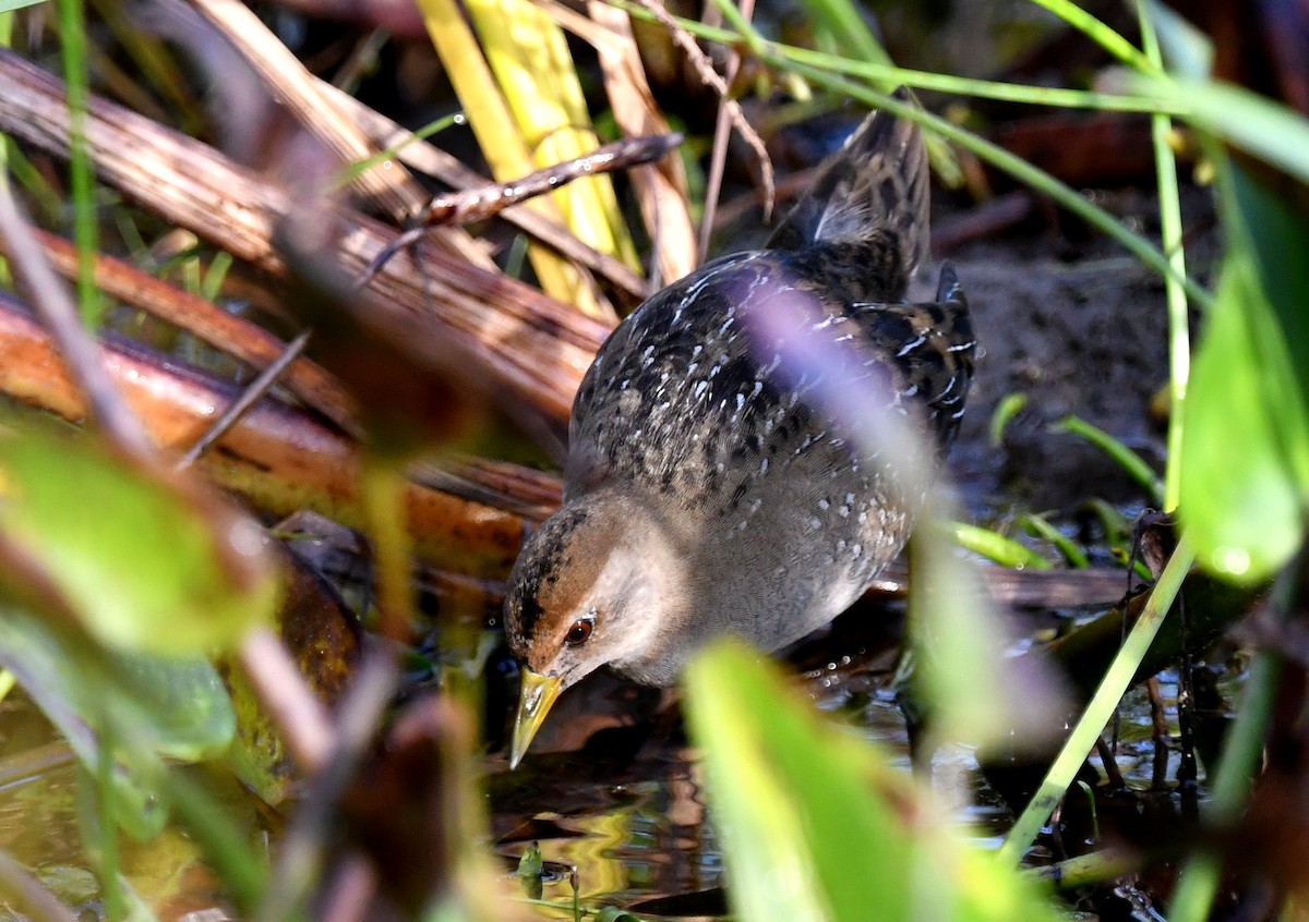 maskerikse - ML642385161