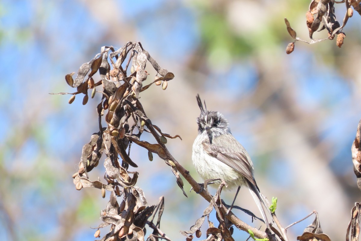 Tufted Tit-Tyrant - ML642385164