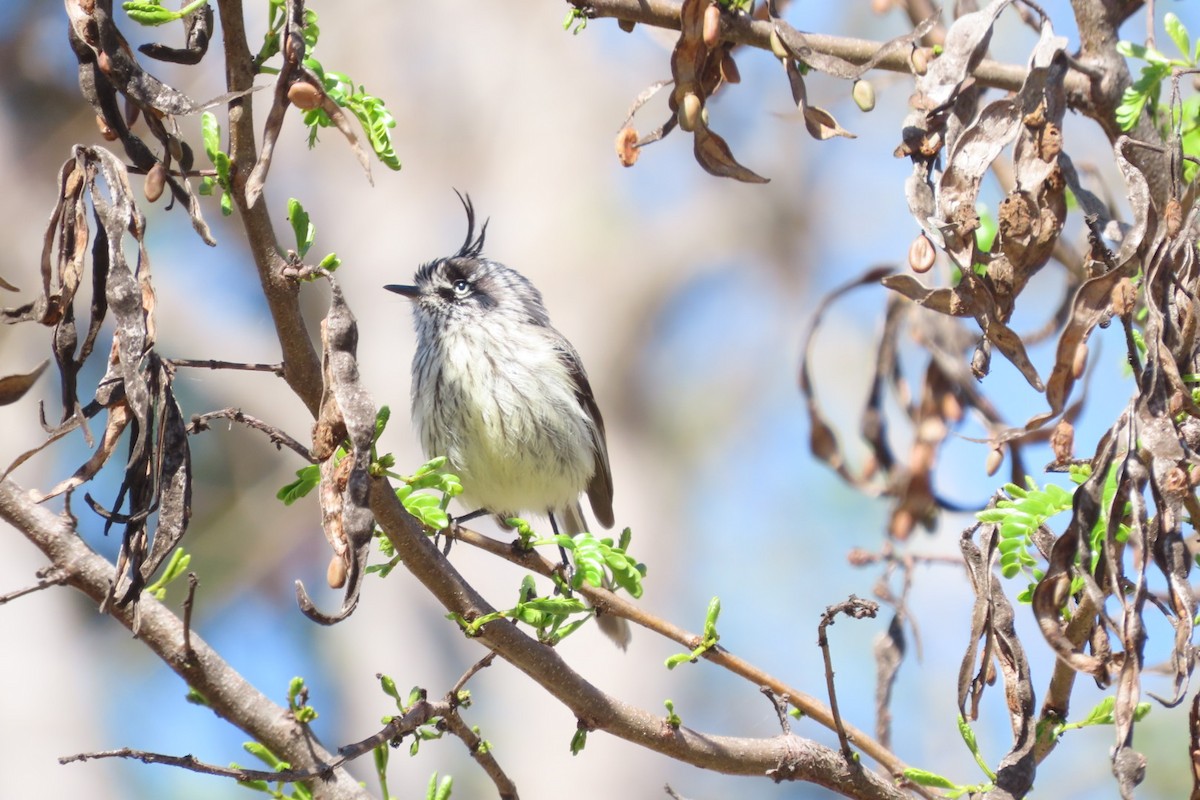 Tufted Tit-Tyrant - ML642385167