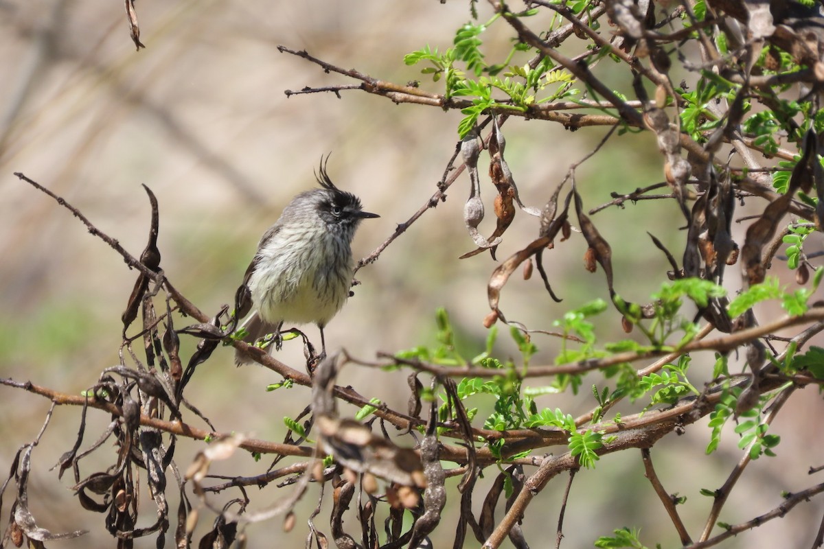 Tufted Tit-Tyrant - ML642385169