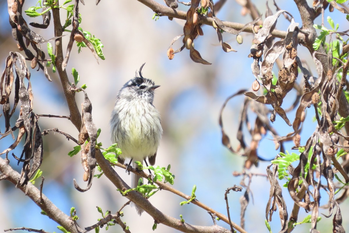 Tufted Tit-Tyrant - ML642385170