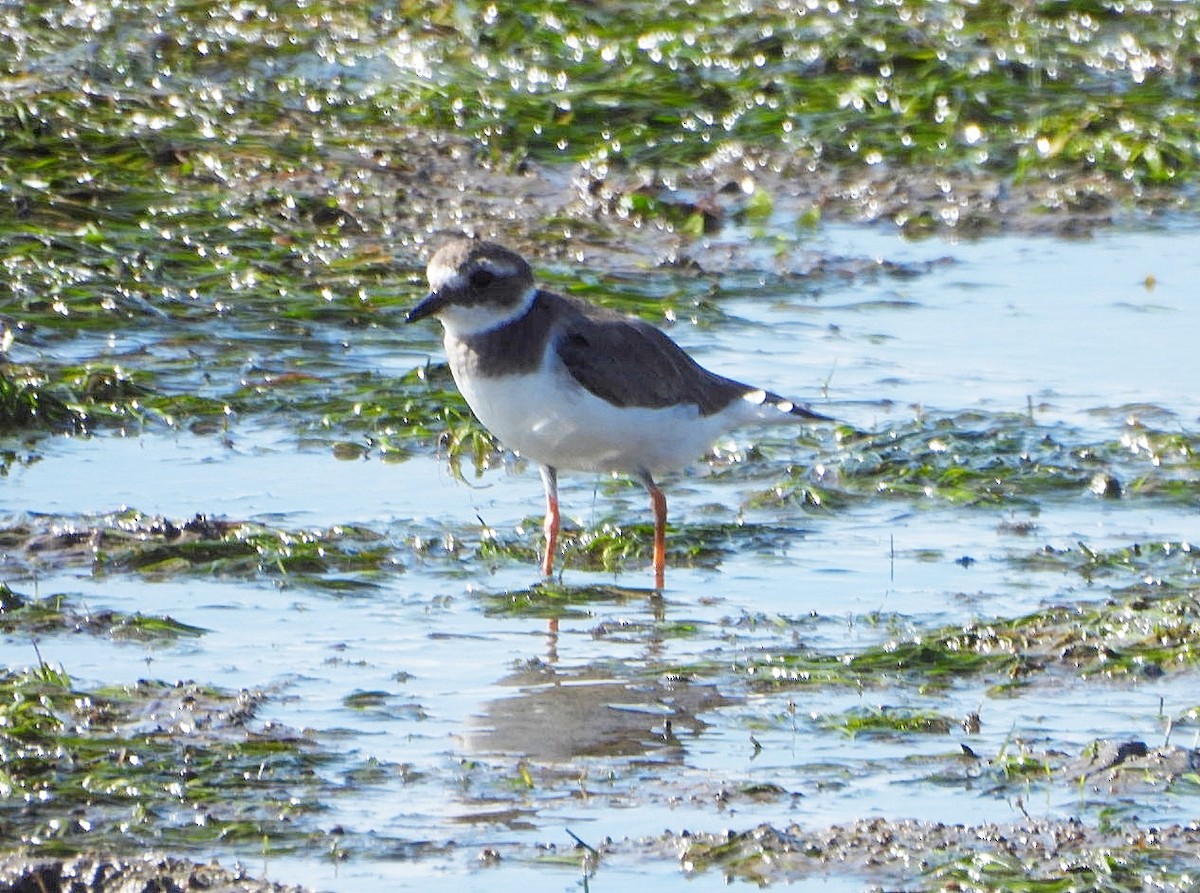 Sandregenpfeifer - ML642385173