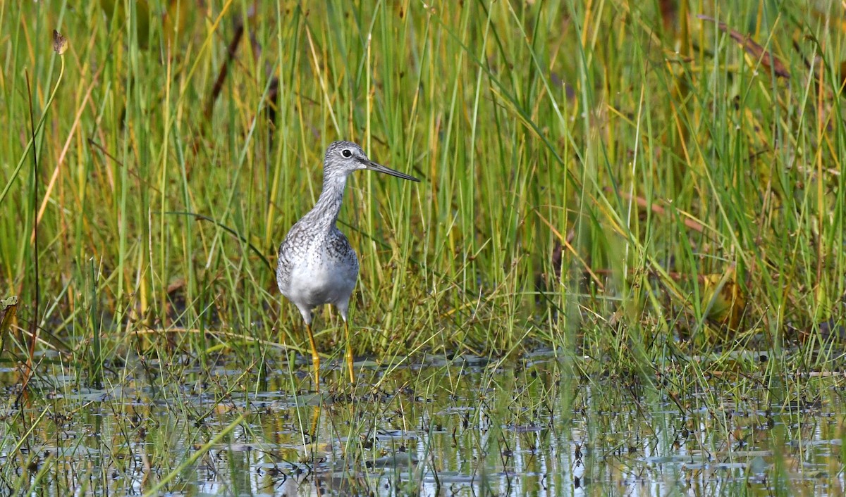 Greater Yellowlegs - ML642385175