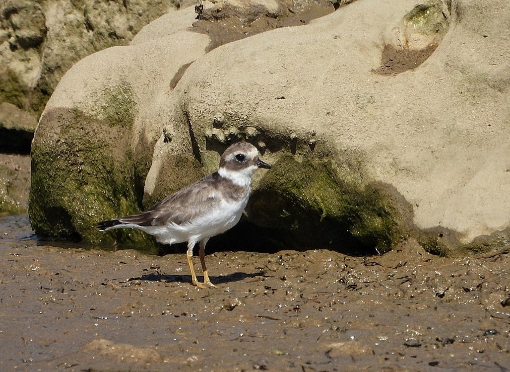 Sandregenpfeifer - ML642385182