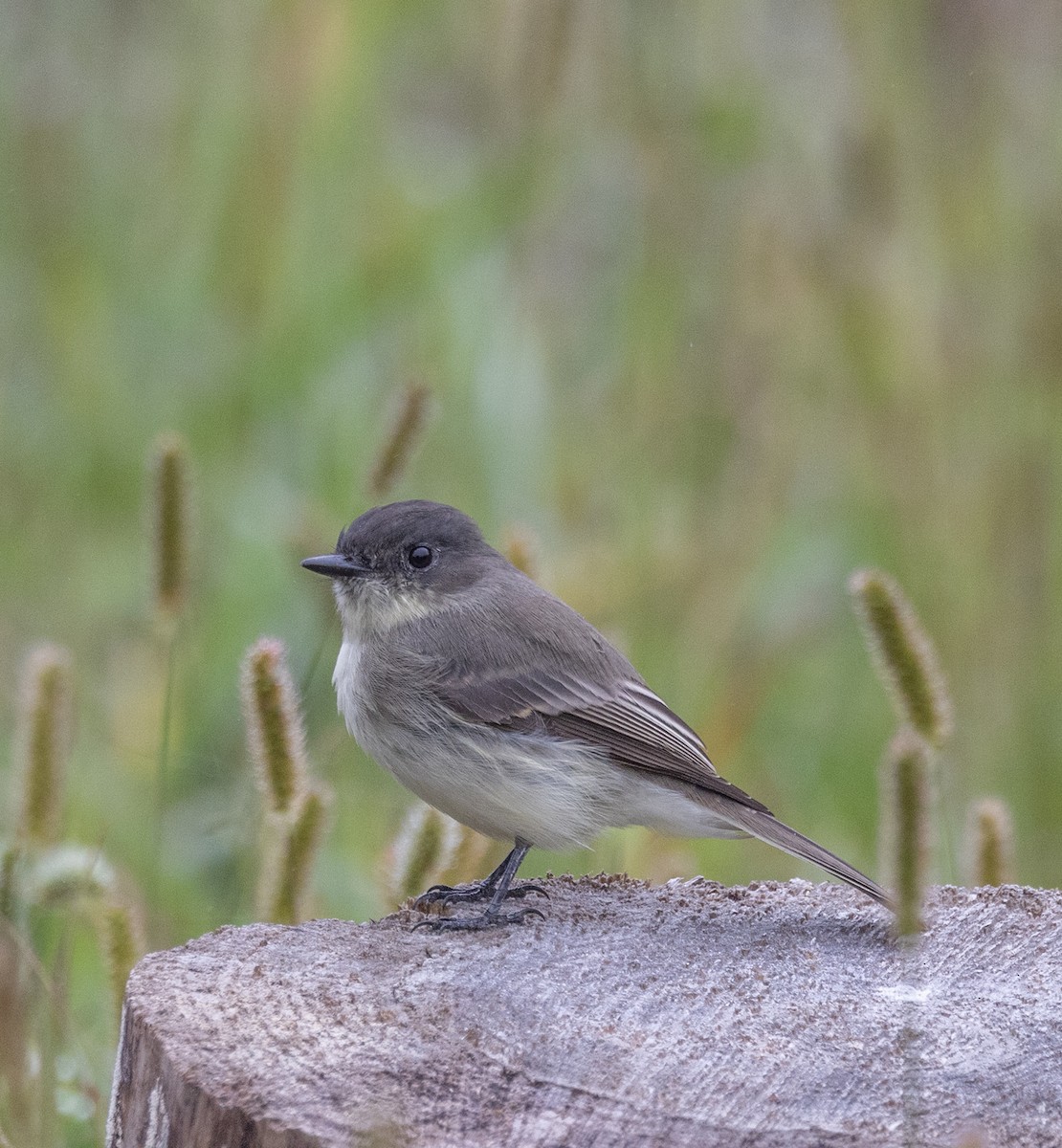 Eastern Phoebe - ML642385185
