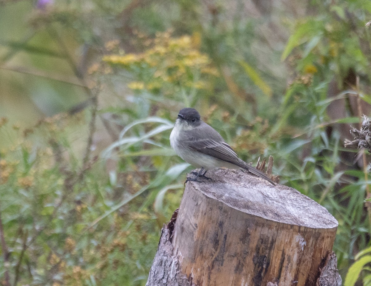 Eastern Phoebe - ML642385186