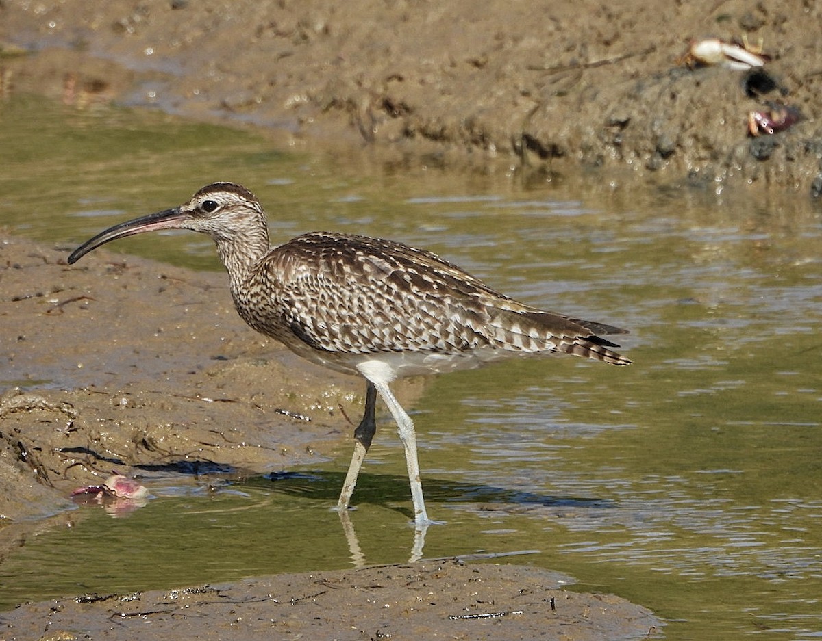 Whimbrel - ML642385190