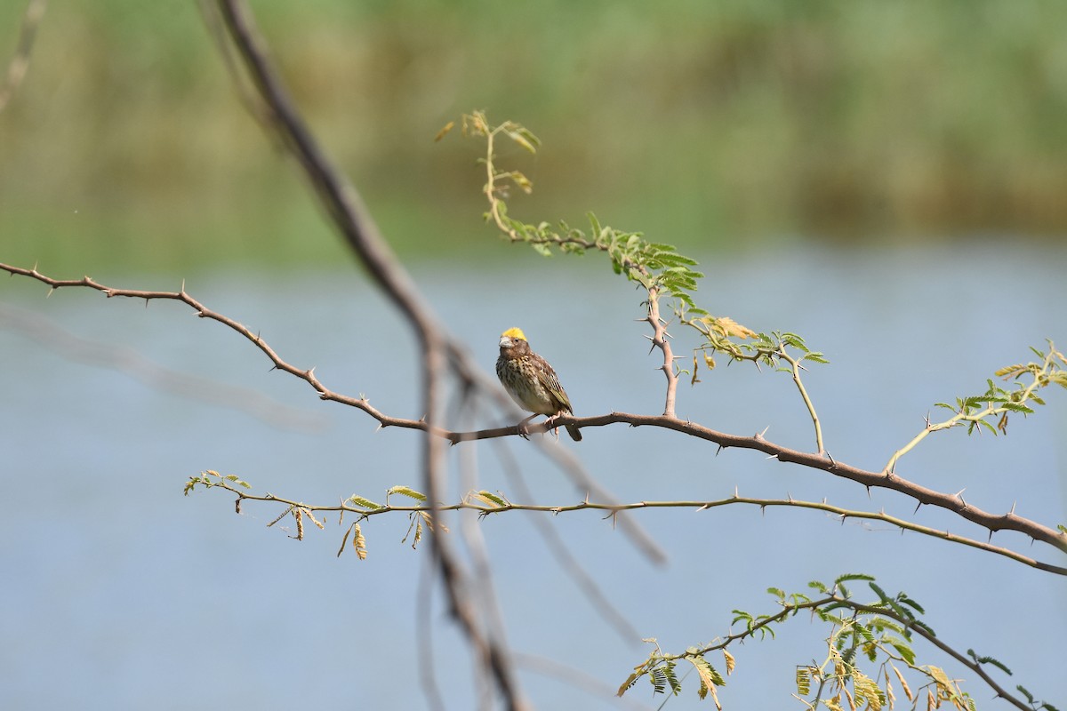 Streaked Weaver - ML642385198