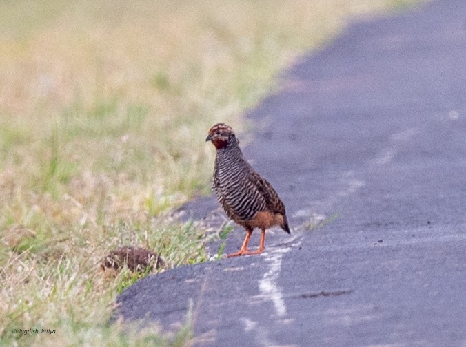 Jungle Bush-Quail - ML642385203