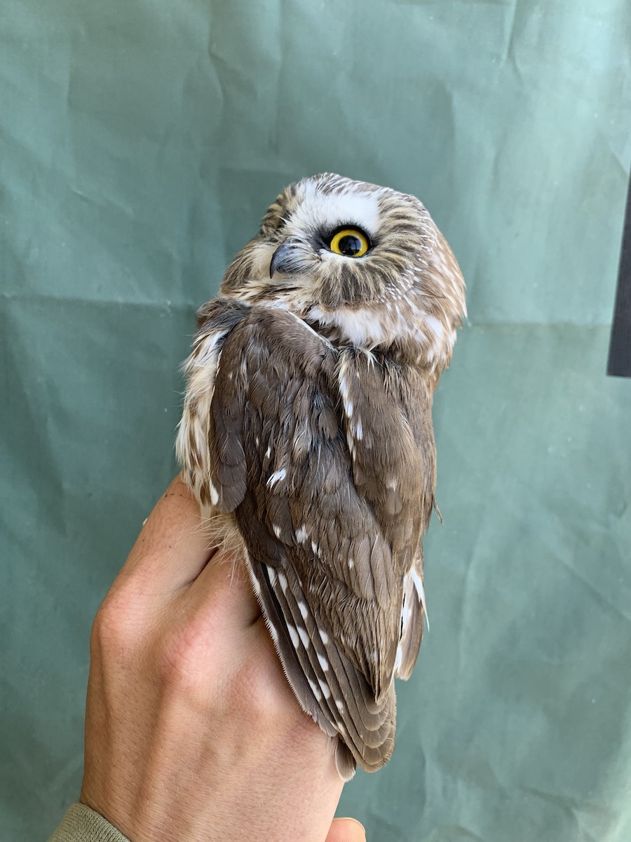 Northern Saw-whet Owl - ML642385217