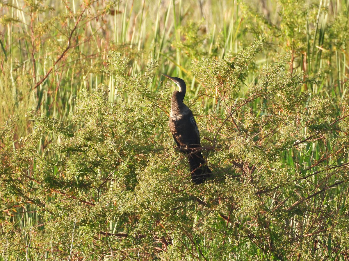 Amerika-Schlangenhalsvogel - ML642385236