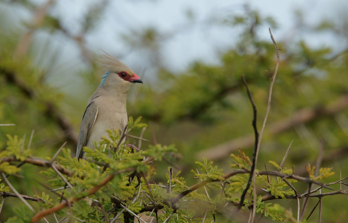 Blaunacken-Mausvogel - ML642385245